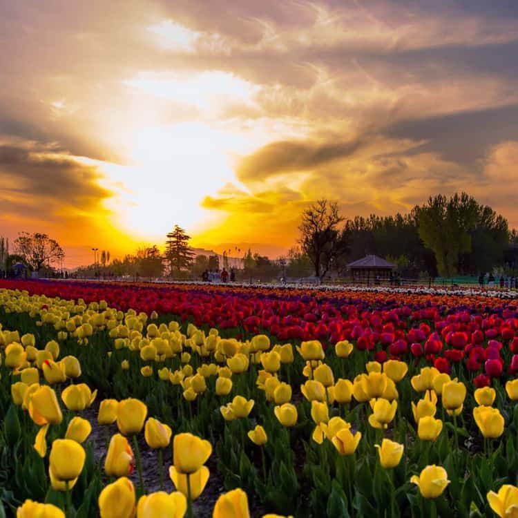 Kashmir Packages